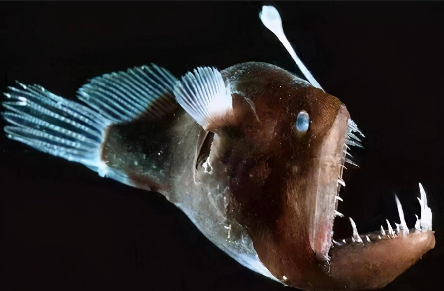 琵琶魚飼養 琵琶魚飼養