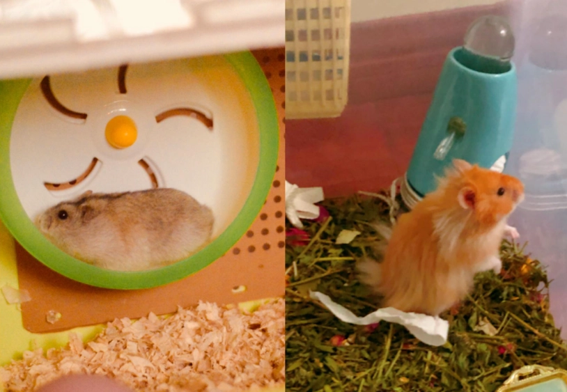 倉鼠飼料評比 倉鼠飼料評比