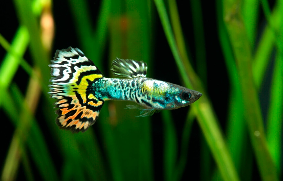 孔雀魚飼養溫度