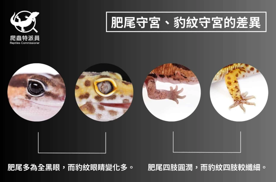 豹紋守宮