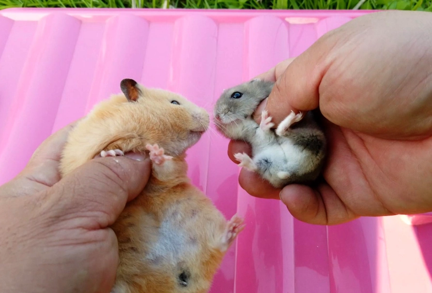 一線鼠飼養 一線鼠飼養
