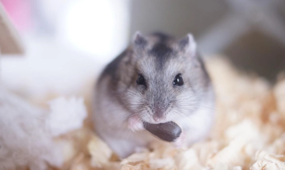 倉鼠飼料推薦 倉鼠飼料推薦