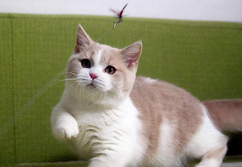 曼基貓飼養