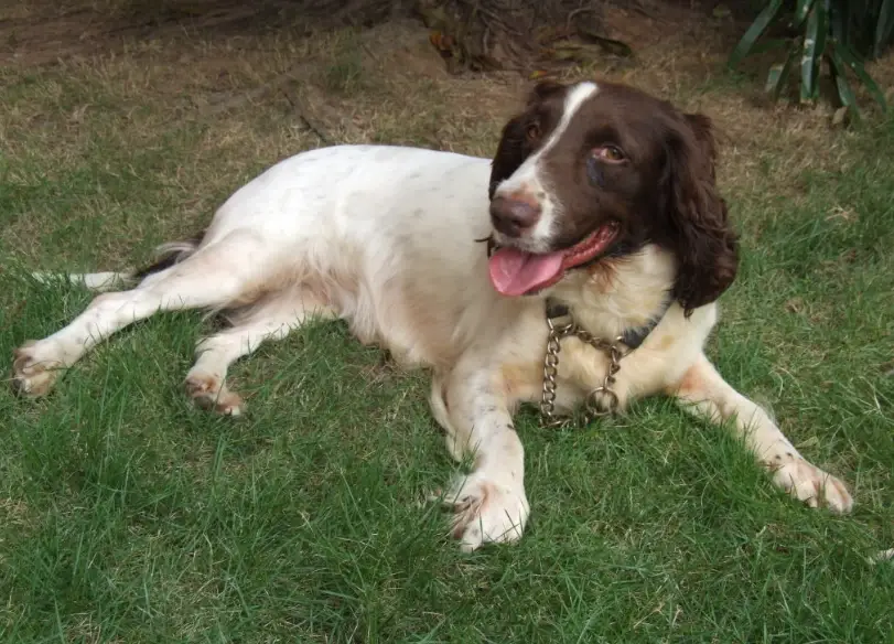 英國可卡犬性格 英國可卡犬性格