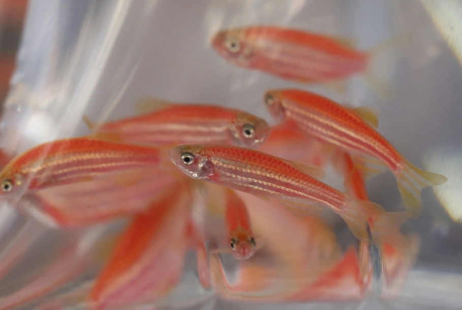 寵物魚 種類 寵物魚 種類