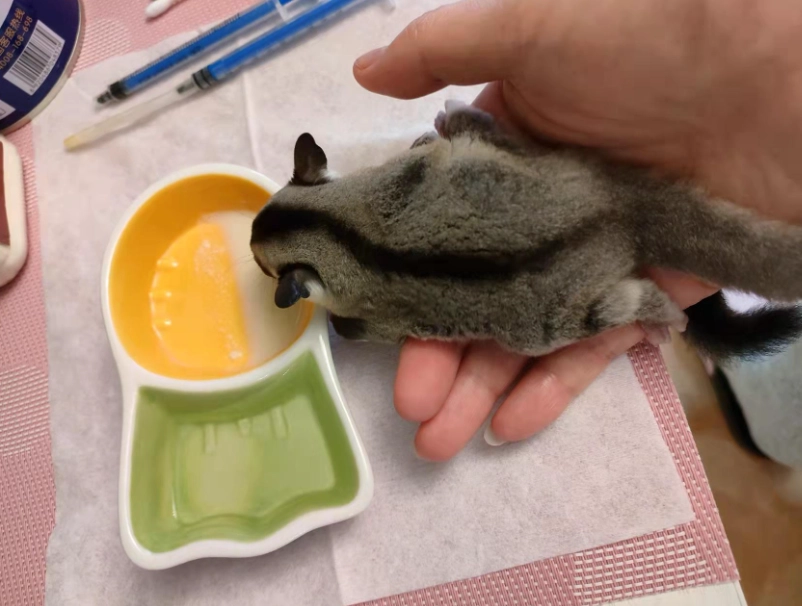 蜜袋鼯食物