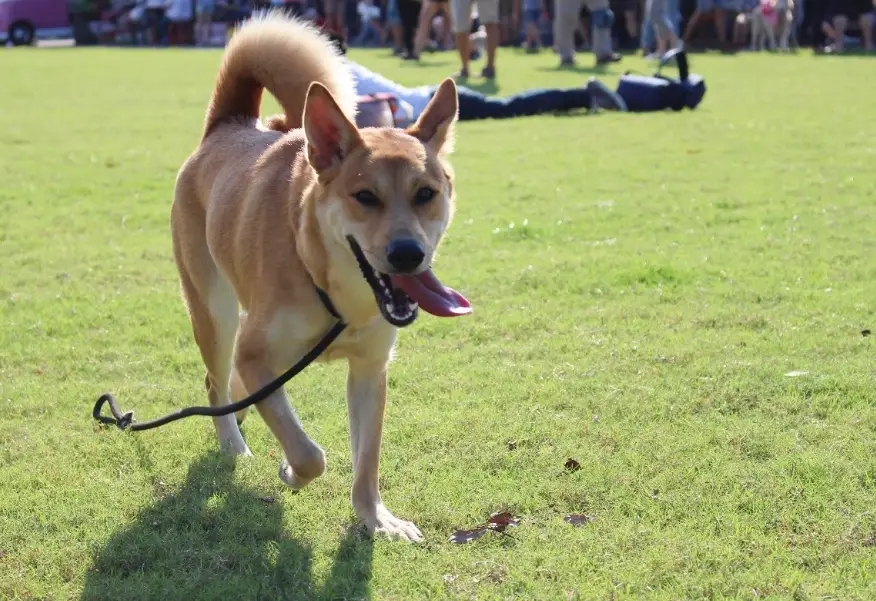 米克斯犬飼養