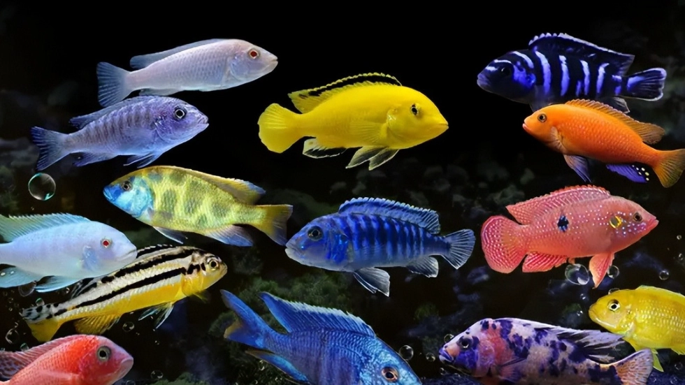 寵物魚 飼養 寵物魚 飼養