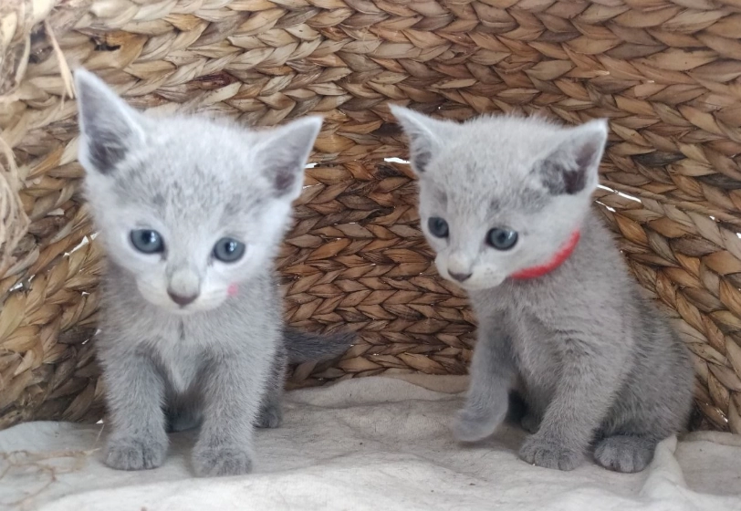 俄羅斯藍貓飼養