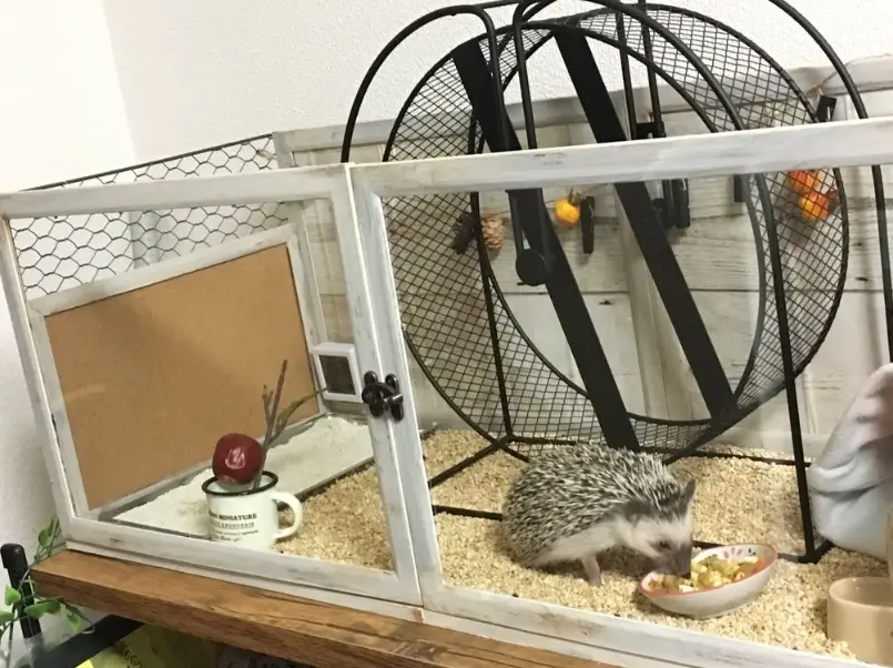 刺蝟飼養 刺蝟飼養