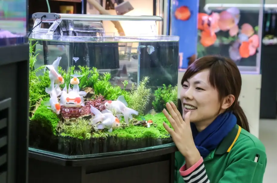 招財魚飼養