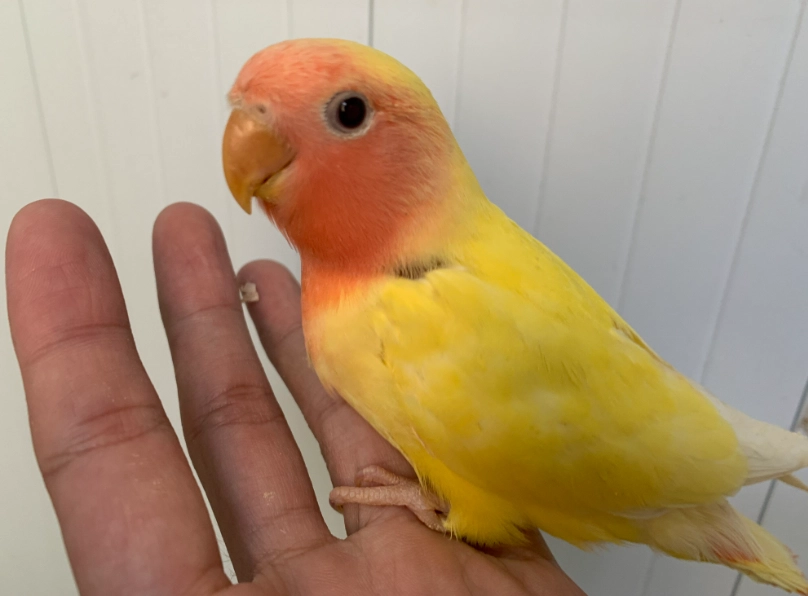 愛情鳥飼養 愛情鳥飼養