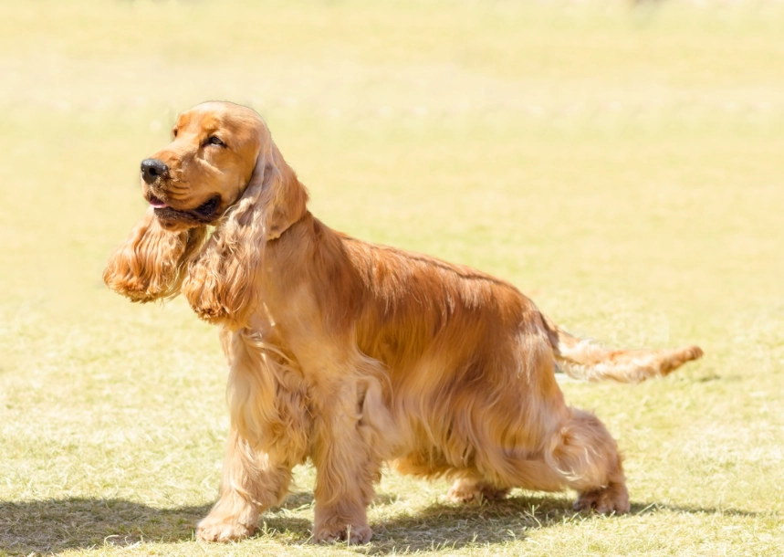 英國可卡犬飼養 英國可卡犬飼養