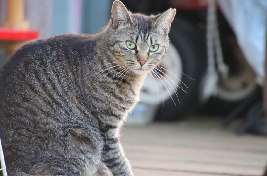 虎斑貓飼養 虎斑貓飼養