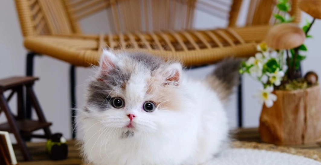 矮腳貓飼養 矮腳貓飼養