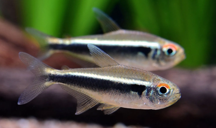 日光燈魚飼養 日光燈魚飼養