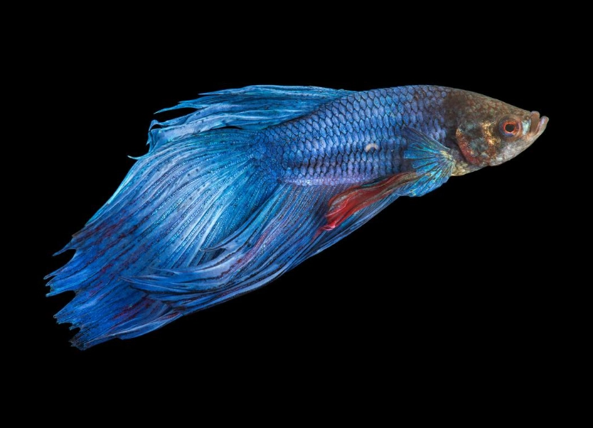 鬥魚飼養技巧 鬥魚飼養技巧