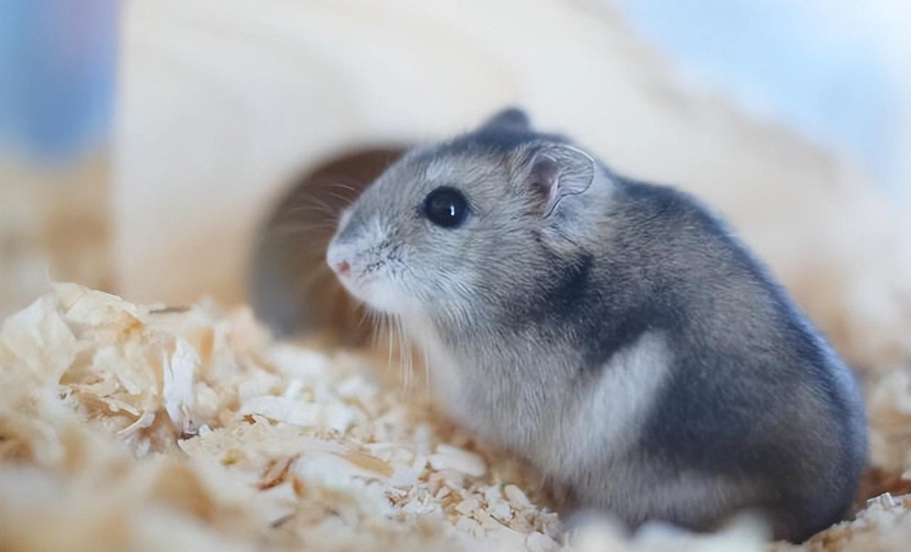 倉鼠飼養