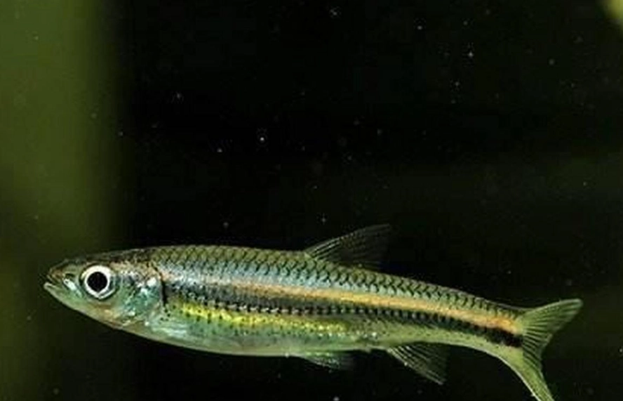 小精靈魚飼養：從設缸到繁殖的實戰經驗