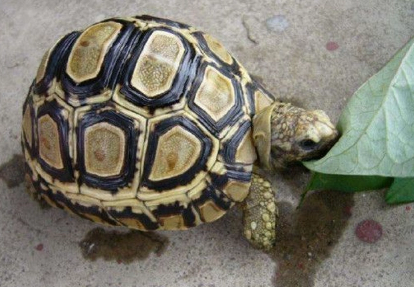 烏龜死亡症狀