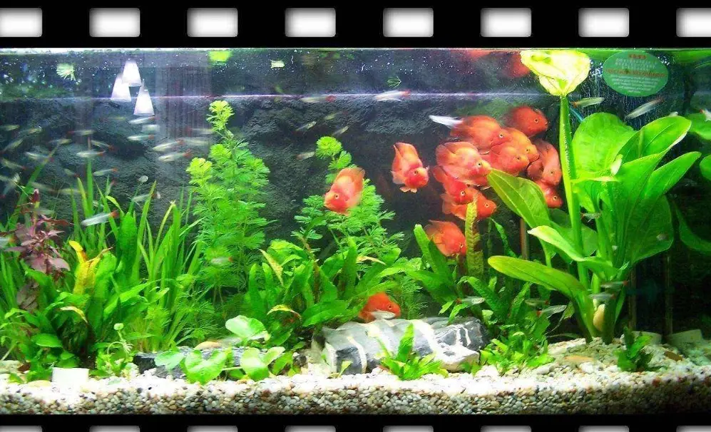 免打氣觀賞魚 免打氣觀賞魚