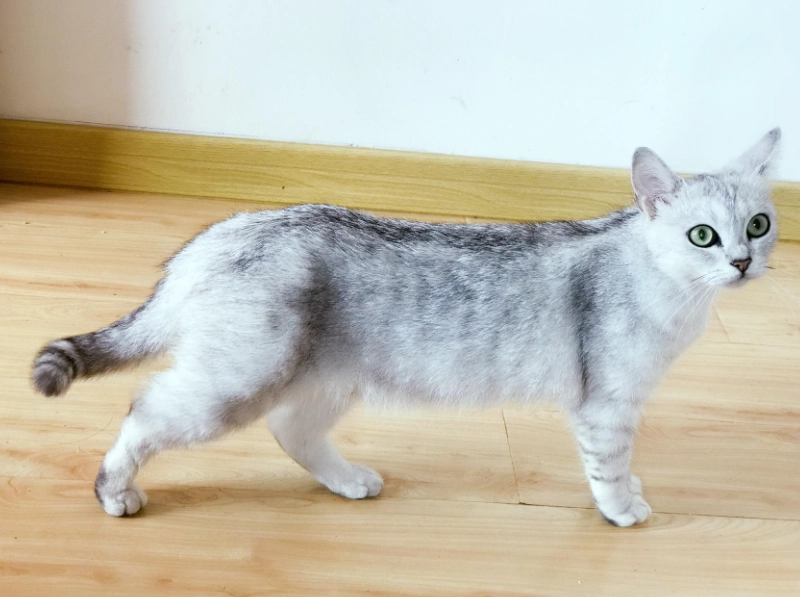 英短銀漸層飼養 英短銀漸層飼養