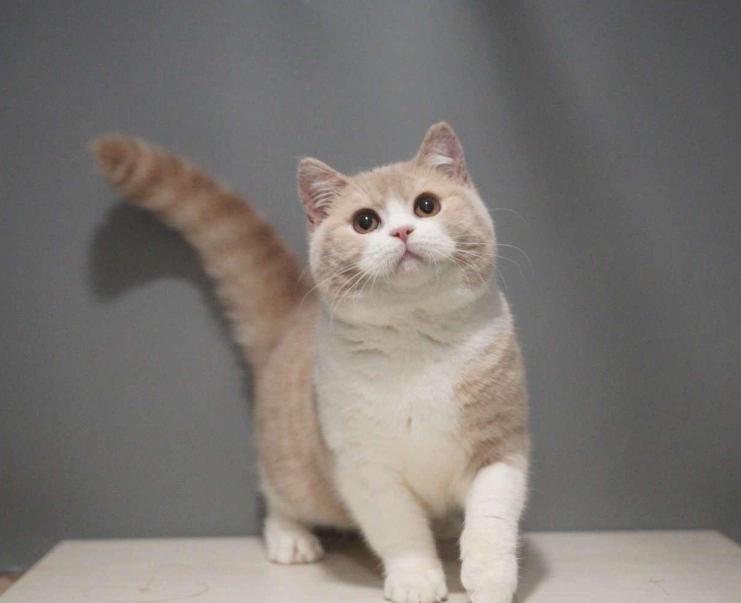 乳白英短飼養