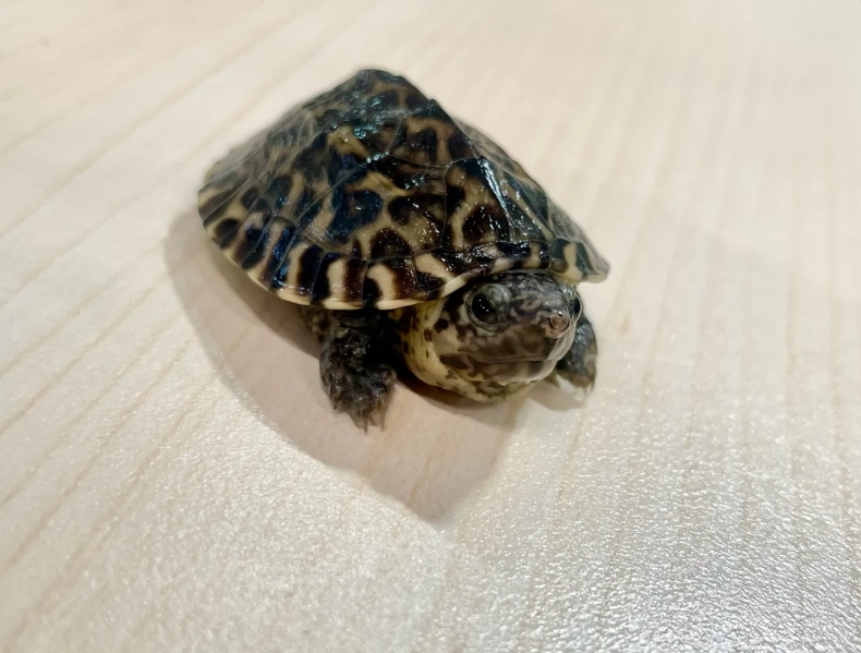 烏龜死亡症狀