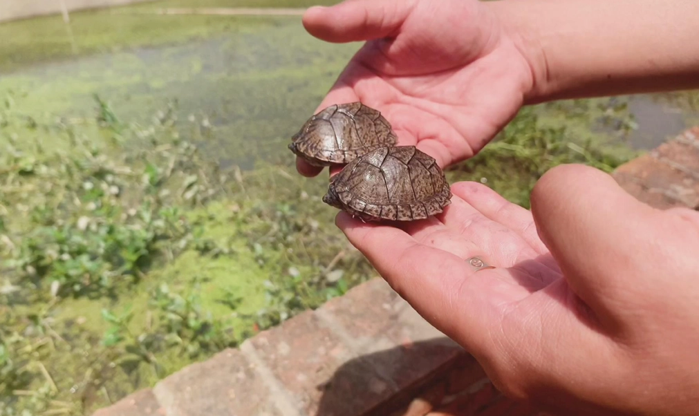 烏龜死亡症狀