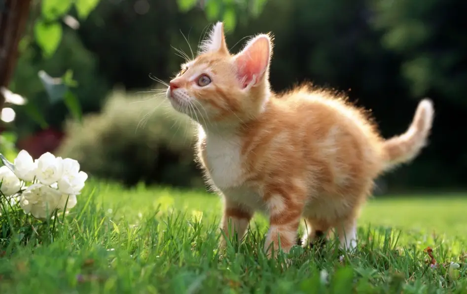猫奴入门 猫奴入门