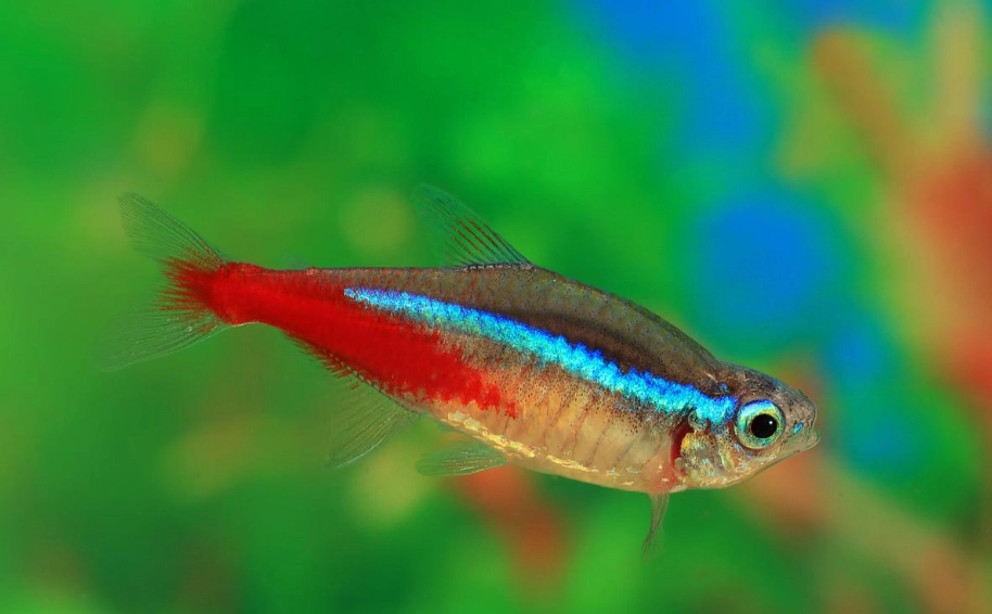 日光燈魚水溫 日光燈魚水溫