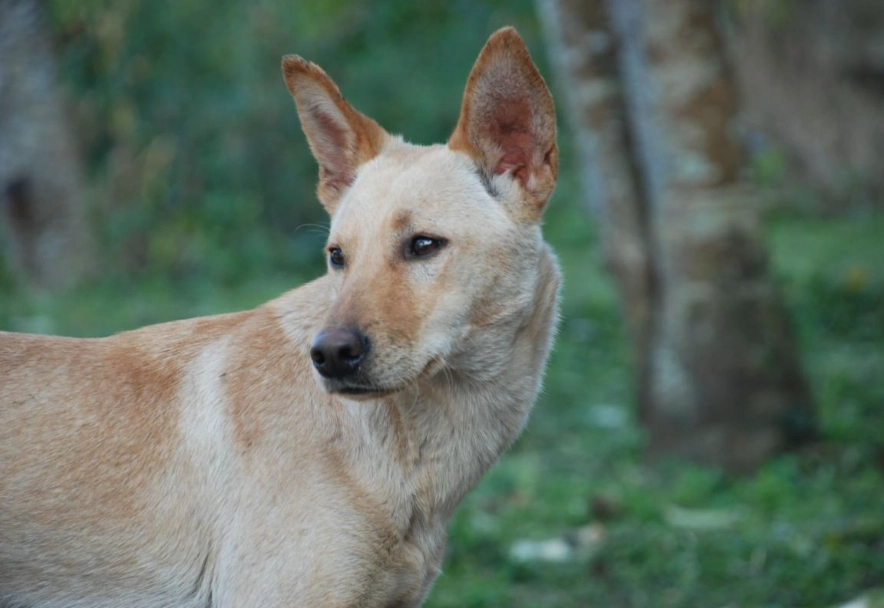 米克斯幼犬訓練