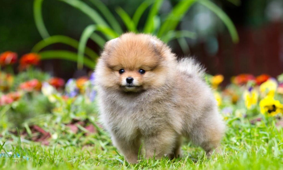 博美犬饲养 博美犬饲养