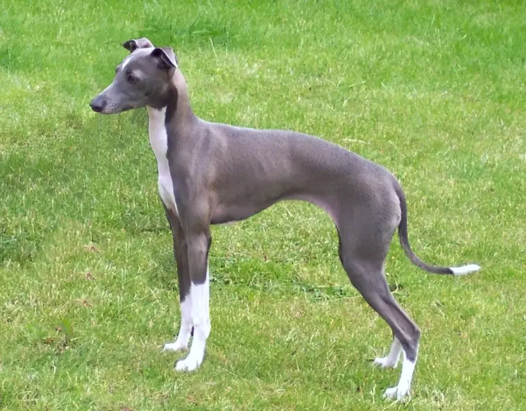 格雷伊獵犬