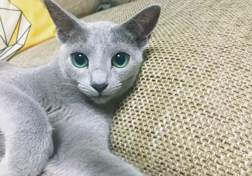 俄羅斯藍貓飼養