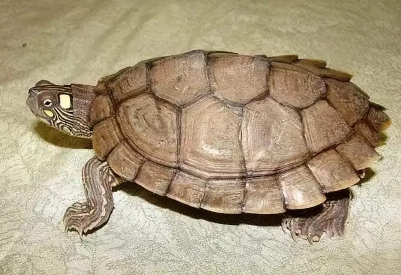 陸龜飼養