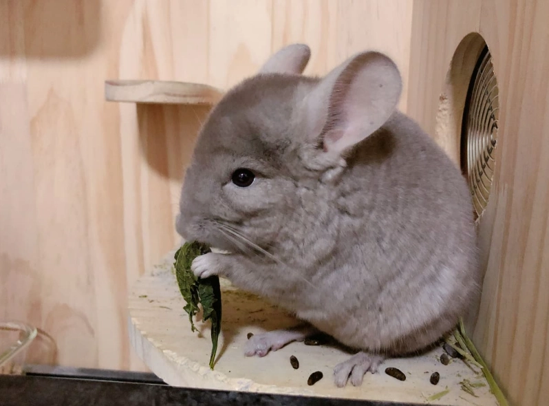龍貓飼養 龍貓飼養