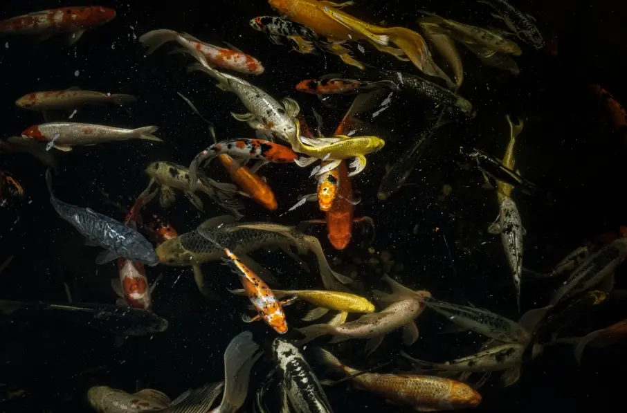 觀賞魚 新手 觀賞魚 新手
