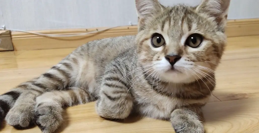 虎斑貓飼養 虎斑貓飼養