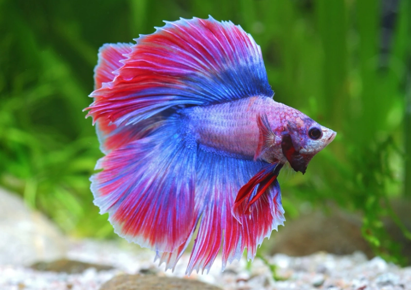 鬥魚增色 鬥魚增色