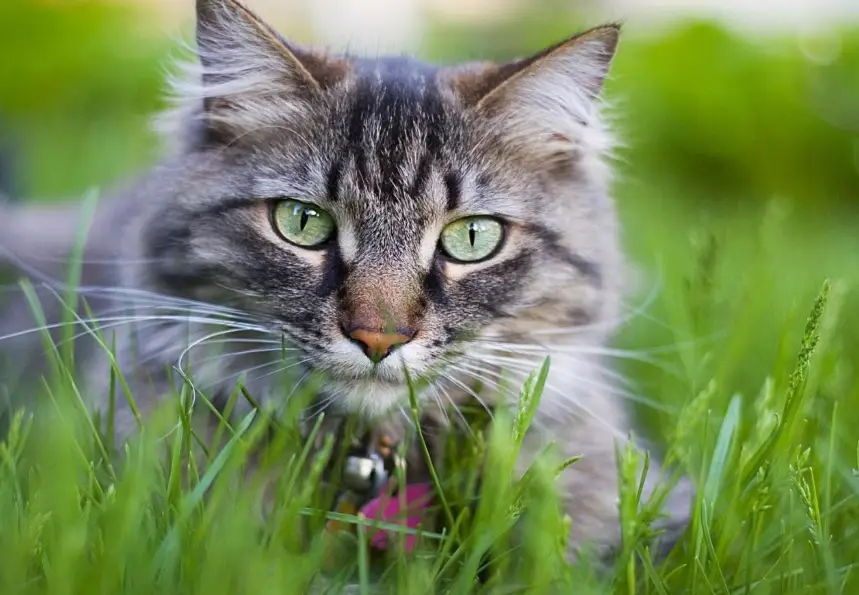猫奴入门 猫奴入门
