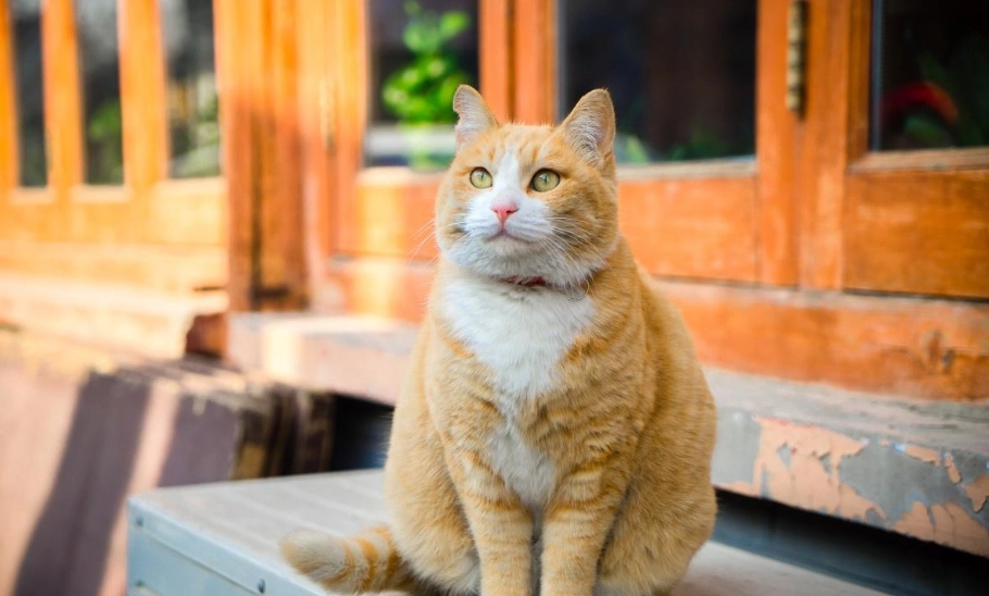橘貓飼養 橘貓飼養