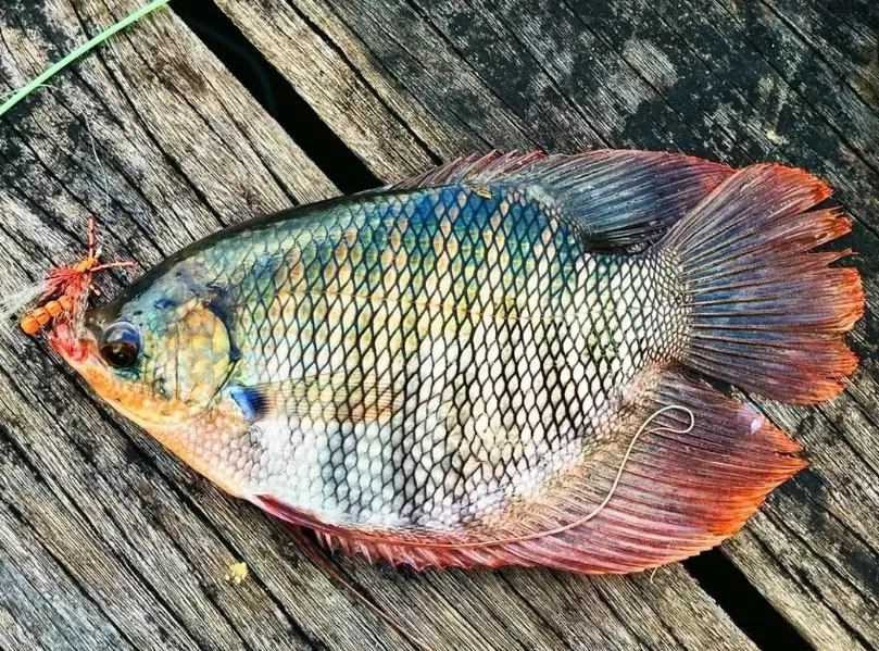 招財魚風水