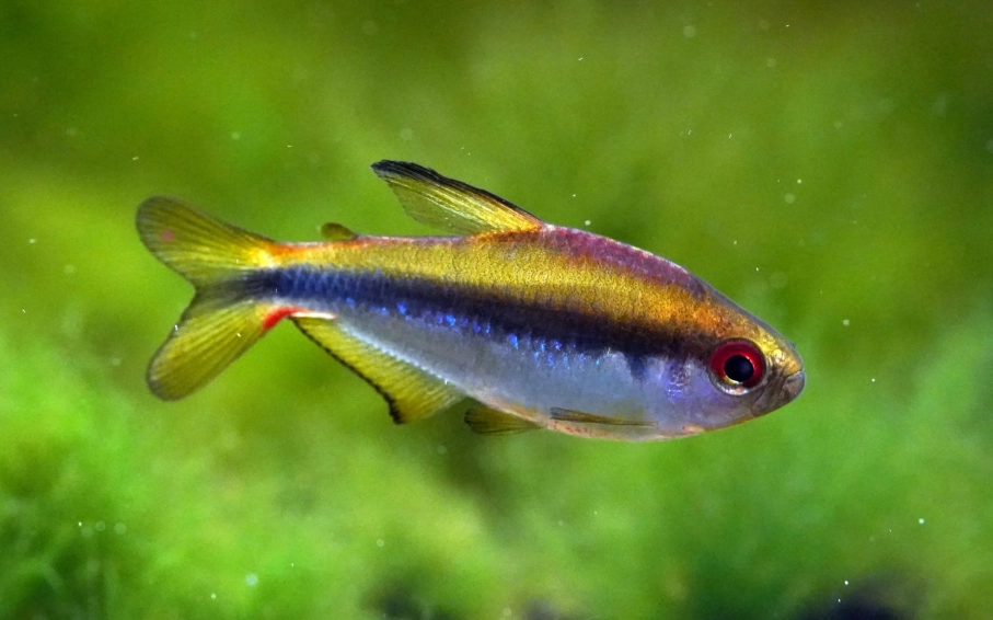 燈科魚種類 燈科魚種類
