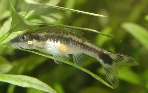小精靈魚飼養