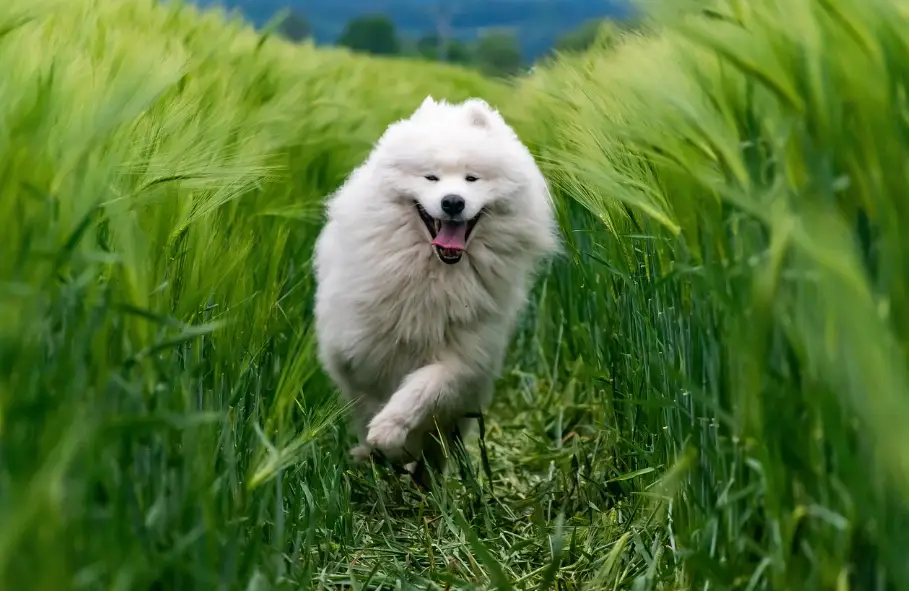 狗犬飼養