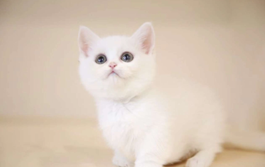 曼基貓飼養