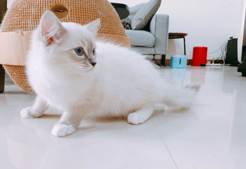 山貓紋布偶貓飼養