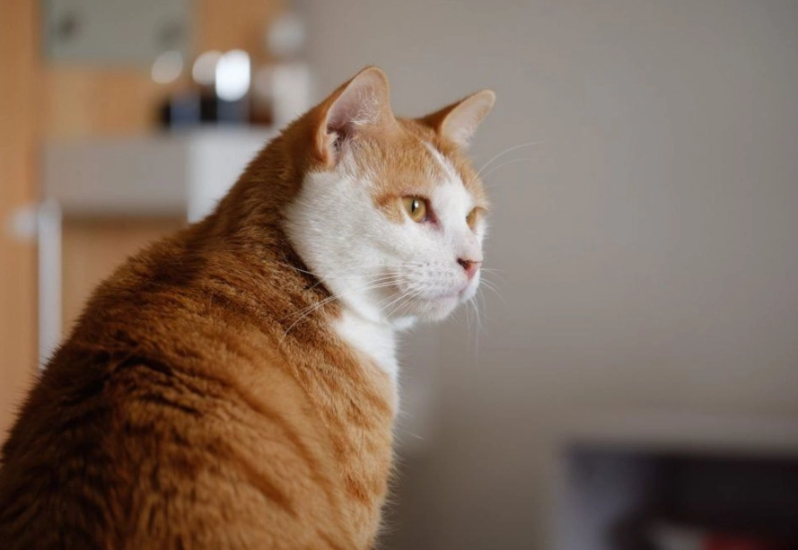 橘貓飼養 橘貓飼養