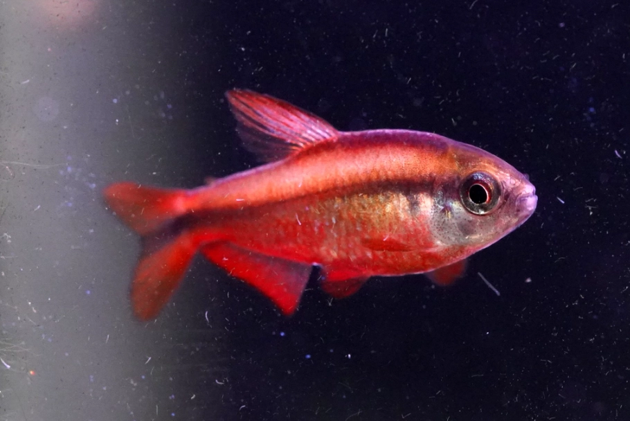 燈科魚飼養 燈科魚飼養